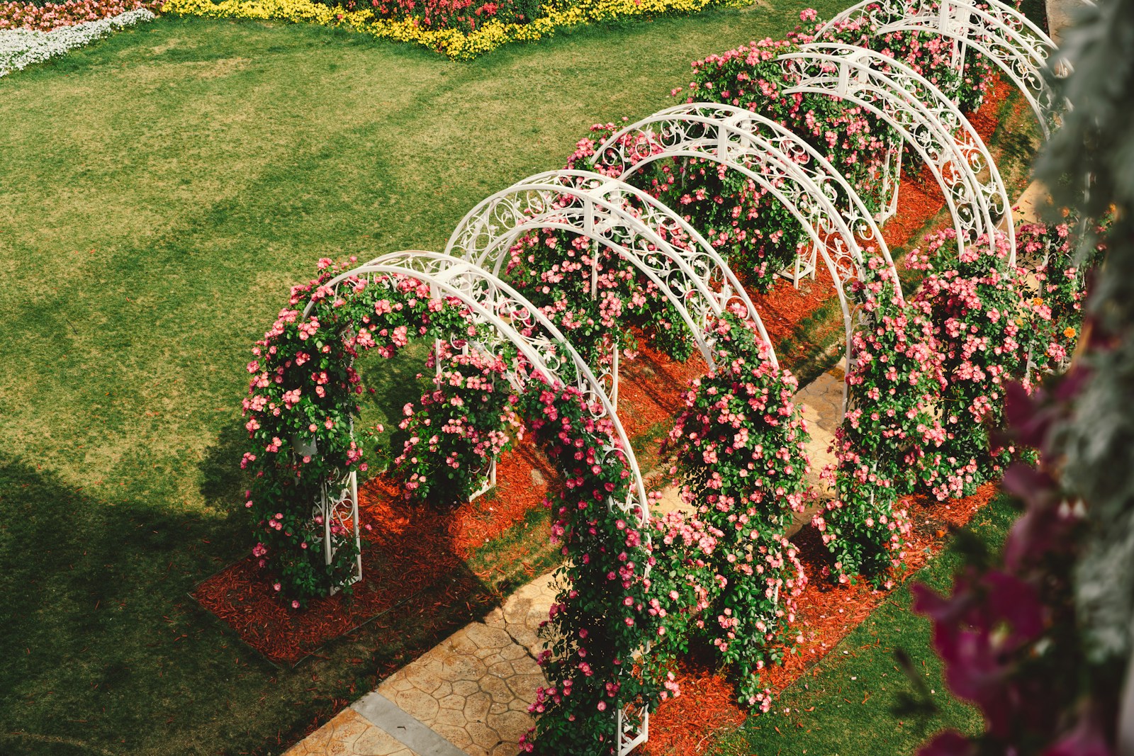A pathway lined with blooming rose arches.